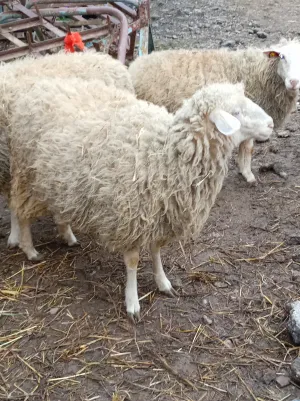 Ovce na prodaju - slika 2