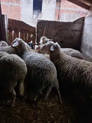 ovce i ovan na prodaju