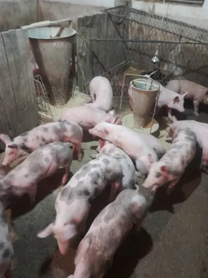Prasići na prodaju - slika 2