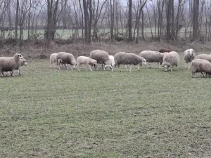 4 ovce i jagnjad - slika 2