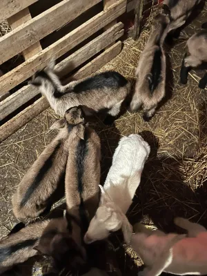 Prodajem alpse jariće