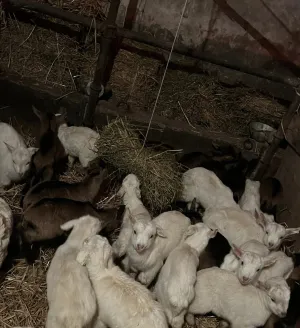 Prodajem alpse jariće - slika 2