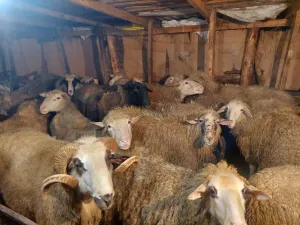 12 ovaca na prodaju - slika 2