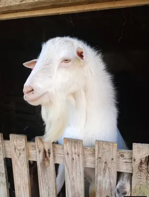 Prodajem sanskog jarca čistokrvnog za rasplod daljnji ili u meso
