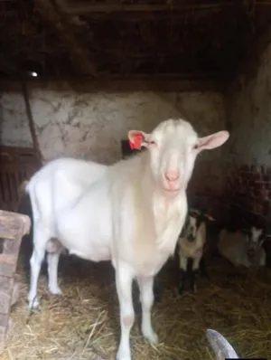 Prodajem sanskog jarca čistokrvnog za rasplod daljnji ili u meso - slika 2