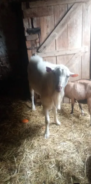 Prodajem sanskog jarca čistokrvnog za rasplod daljnji ili u meso - slika 3