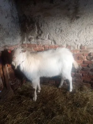 Prodajem sanskog jarca čistokrvnog za rasplod daljnji ili u meso - slika 5