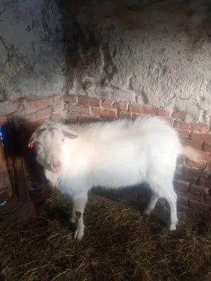 Prodajem sanskog jarca čistokrvnog za rasplod daljnji ili u meso - slika 7