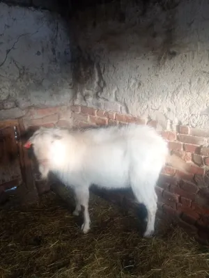 Prodajem sanskog jarca čistokrvnog za rasplod daljnji ili u meso - slika 8