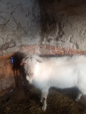 Prodajem sanskog jarca čistokrvnog za rasplod daljnji ili u meso - slika 9