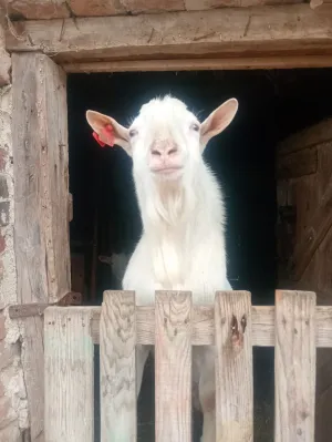 Prodajem sanskog jarca čistokrvnog za rasplod daljnji ili u meso - slika 10