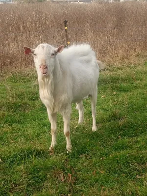 Prodajem sanskog jarca čistokrvnog za rasplod daljnji ili u meso - slika 11