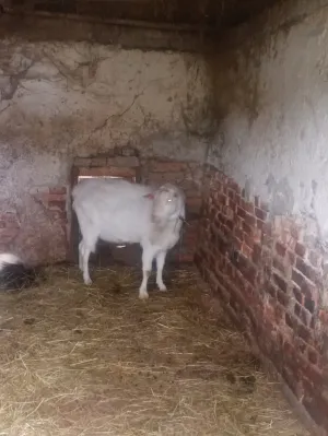 Prodajem sanskog jarca čistokrvnog za rasplod daljnji ili u meso - slika 13
