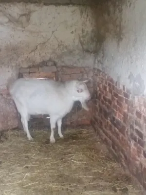 Prodajem sanskog jarca čistokrvnog za rasplod daljnji ili u meso - slika 14