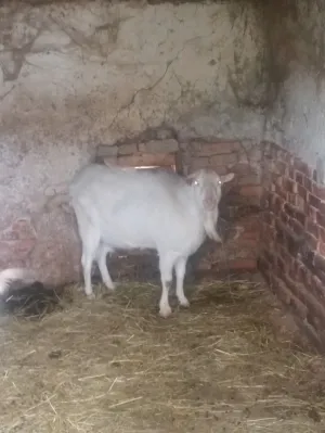 Prodajem sanskog jarca čistokrvnog za rasplod daljnji ili u meso - slika 15