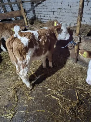 Ženska telad - slika 2