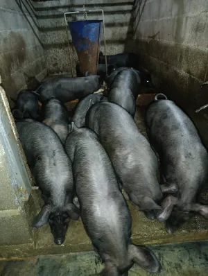 Prasići moravci - slika 2