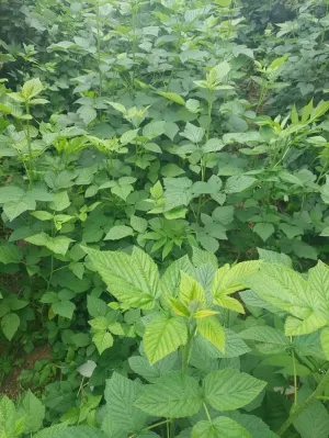 Sadnice maline - slika 3