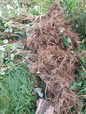 Sadnice maline - slika 4