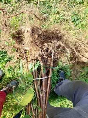 Sadnice maline - slika 5