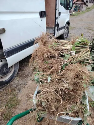 Sadnice maline - slika 7