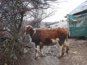 Bik i junica - slika 2