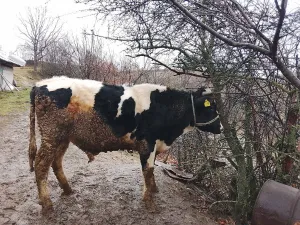 Bik i junica - slika 3