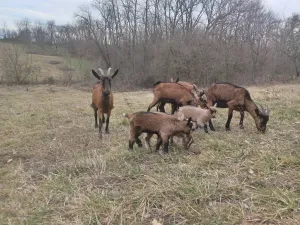 8 koza, jarac, jarad