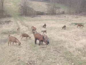 8 koza, jarac, jarad - slika 2