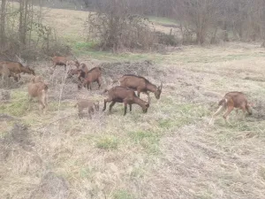 8 koza, jarac, jarad - slika 3