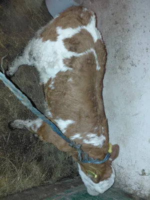 Muško tele - slika 2