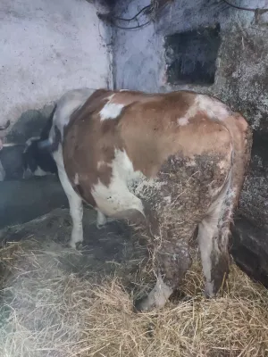 Jalova krava - slika 2