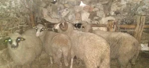Na prodaju 3 ovce - slika 2