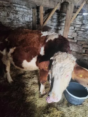 Dve krave i junica - slika 2