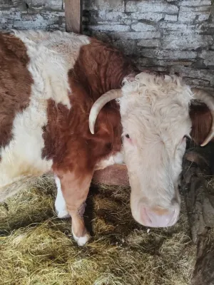 Dve krave i junica - slika 3