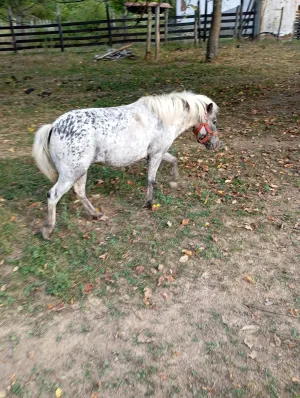 Apaluzo kobila - slika 2