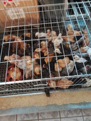 Domaći pilići - slika 2