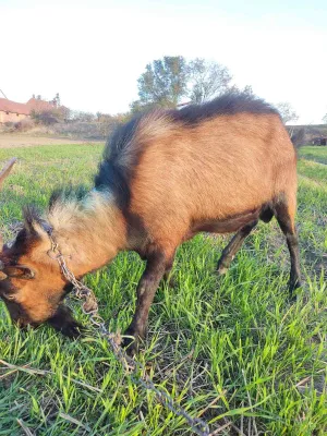 Jarac na prodaju - slika 2