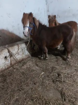 Na Prodaju Mini Poni