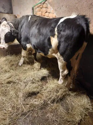 Junica na prodaju - slika 2