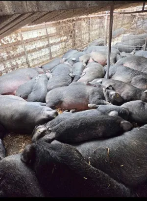 Moravke na prodaju - slika 2