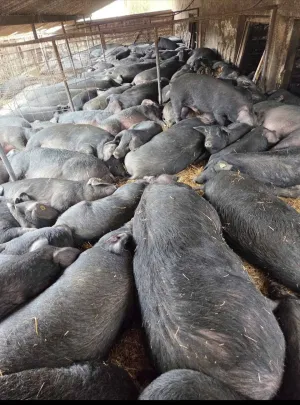 Moravke na prodaju - slika 3