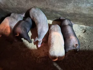 Prasići na prodaju - slika 2