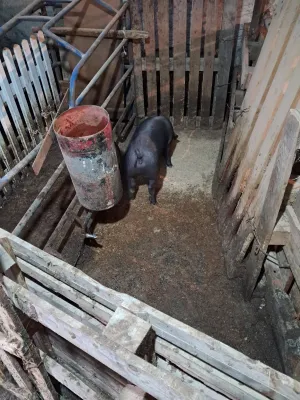 Prasići na prodaju - slika 3