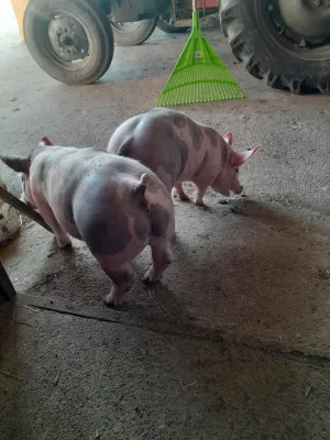 Prasad za priplod - slika 2