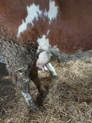 Krava na prodaju - slika 2