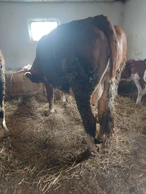 Krava na prodaju - slika 3