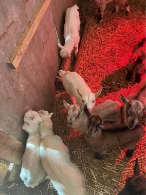 Jarad na prodaju - slika 3