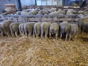 Prodajem jaganjce - slika 2