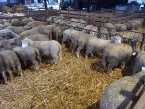 Prodajem jaganjce - slika 3